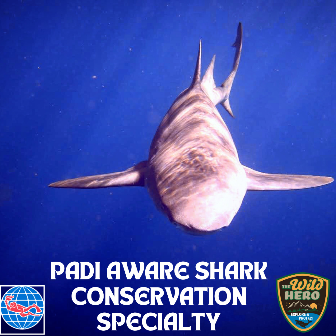 PADI Shark Conservation Scuba Diving Specialty
